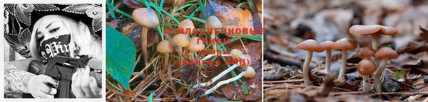PSILOCYBIN Покачи
